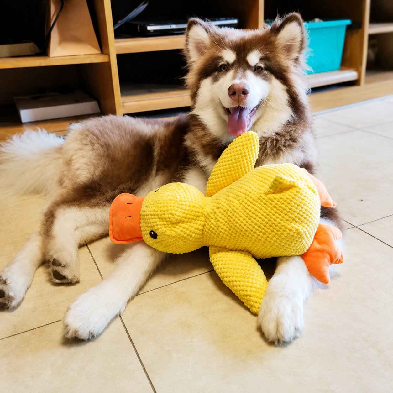 Calming Duck