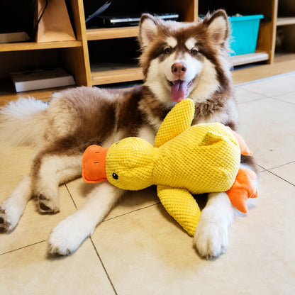Calming Duck
