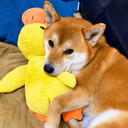 Calming Duck