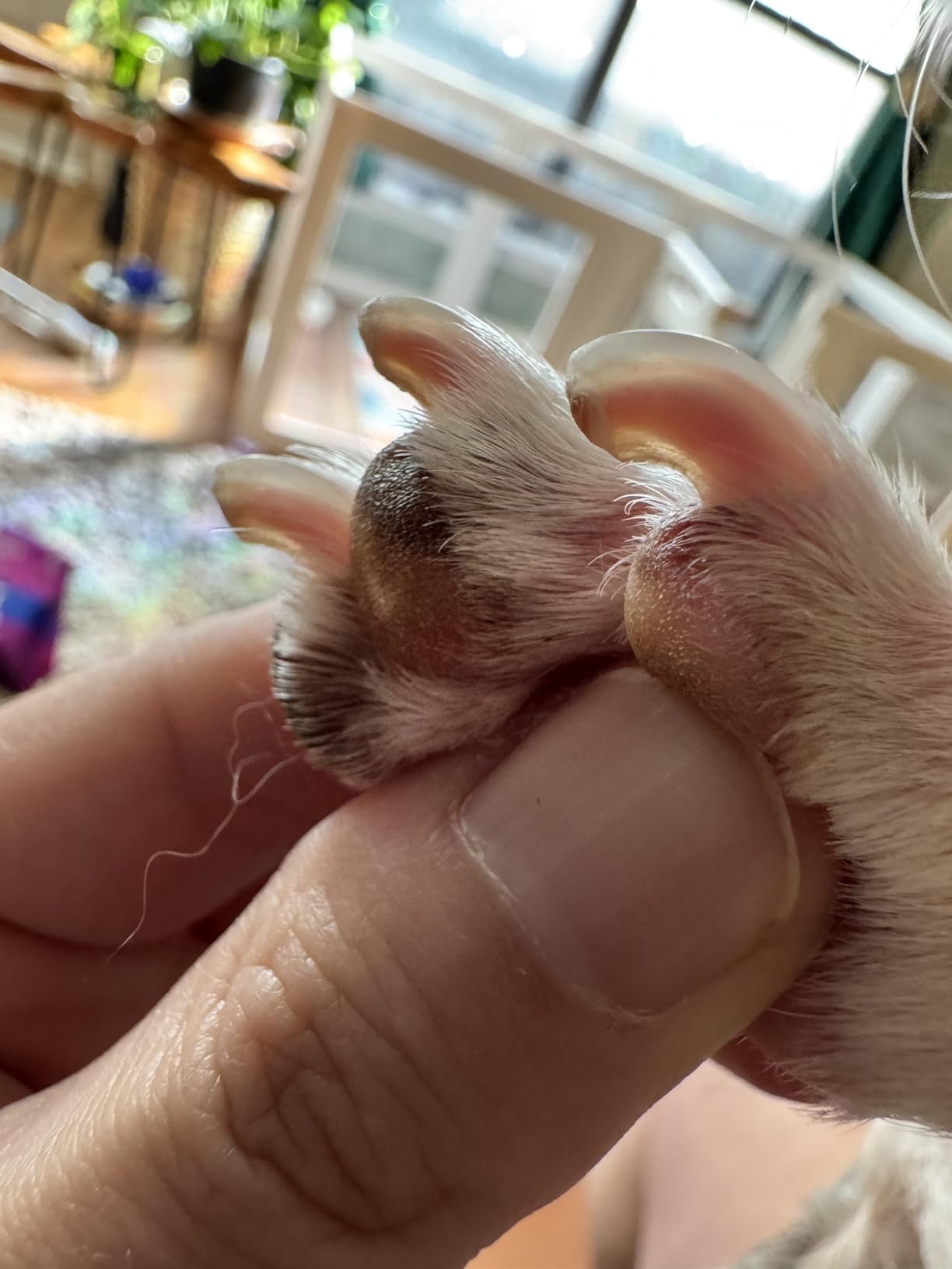Dog_Nail_Grinder_Testimonial-2